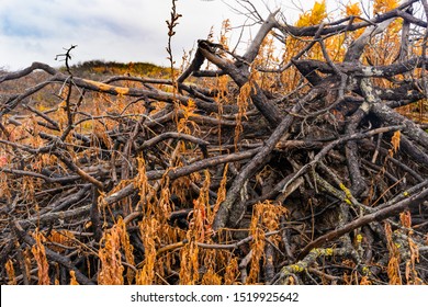 Burnt Cedar On The Coast, Forest After A Fire. Scorched Earth, Texture Background.