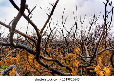 Burnt Cedar On The Coast, Forest After A Fire. Scorched Earth, Texture Background.