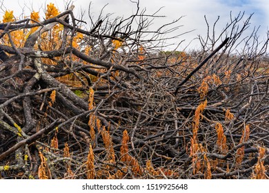 Burnt Cedar On The Coast, Forest After A Fire. Scorched Earth, Texture Background.