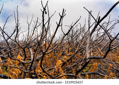 Burnt Cedar On The Coast, Forest After A Fire. Scorched Earth, Texture Background.