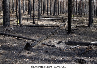 Burnt, Charred Trees After A Forest Fire