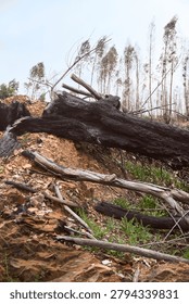 A burnt eucalyptus log in the foreground, lying on the ground