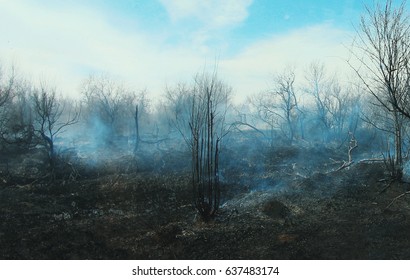 Burnt Forest