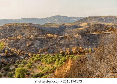 Burnt forest after a wildfire near Olympia on Peloponnese peninsula, Greece - Powered by Shutterstock