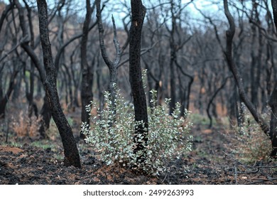 Burnt forest with charred trees and new plant growth, symbolizing nature's resilience and recovery after a wildfire in Legarda, Navarra, Spain. - Powered by Shutterstock