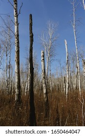 Burnt Forest From The Fort McMurray Wild Fires Of 2016