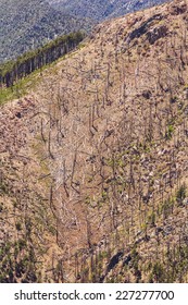 Burnt Forest On Mountain Top