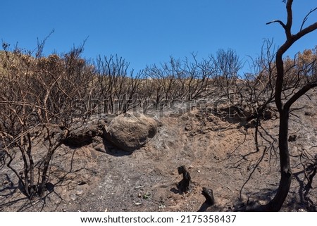 Burnt forest trees from bushfire in remote woods. Destruction aftermath, deforestation from uncontrollable nature wildfire in woodland. Dry plants, arid, barren wildlife. Human error, global warming