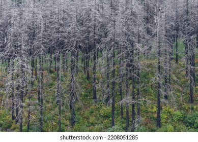 Burnt Forest Trees From Eagle Creek Fire And Contrasting New Green Regrowth, Columbia River Gorge, Oregon