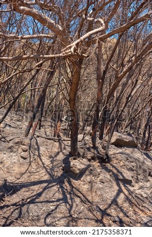 Burnt forest trees from wildfire in remote woods. Destruction aftermath, deforestation from uncontrollable nature bushfire in woodland. Dry plants, arid, barren wildlife. Human error, global warming