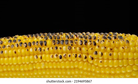 Burnt Golden Color Corn Cob. Grilled Corn