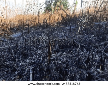 Burnt grass in the yard is suitable as a background