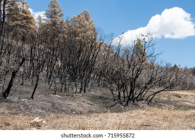 Burnt Hillside From A Wild Fire In Colorado