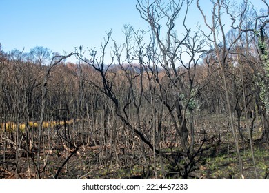 Burnt Landscape In The Bunyip State Park, Victoria Australia