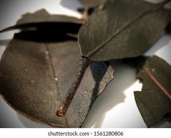 Burnt Leaves From Nsw, Australia Bushfires