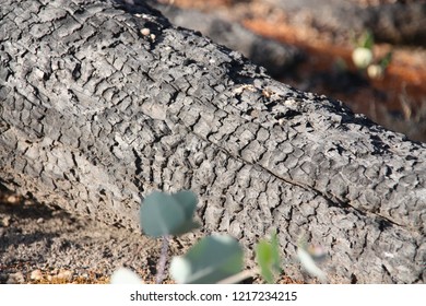 Burnt Log After Forest Fire New South Wales Australia November 14 2009 