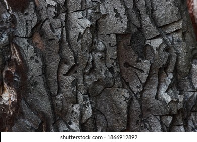 Burnt Monterey Pine Tree Bark (Pinus Radiata)