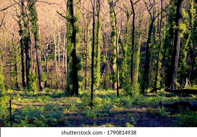 Burnt Out Eucalyptus Forest Regrowth Showing That There Is Life After Fire In The Australian Bush With Vivid Green Shoots Contrasting Against Black Trunks And Branches 