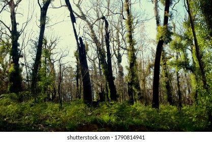 Burnt Out Eucalyptus Forest Regrowth Showing That There Is Life After Fire In The Australian Bush With Vivid Green Shoots Contrasting Against Black Trunks And Branches 