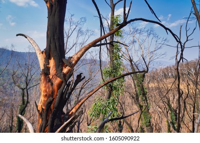 Burnt Out Tree With Growing Leaves In Background In The Vic High Country East Gippsland From Fires With Blue Sky               