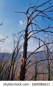 Burnt Out Tree In The Vic High Country East Gippsland From Fires With Blue Sky