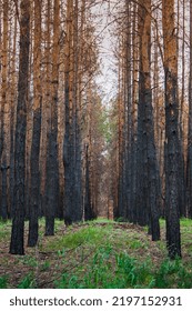 burnt pine forest after fire