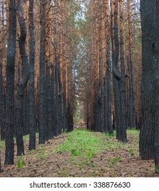 burnt pine forest after fire