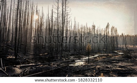 Burnt pine forest after the Trap Creek fire north of Stanley, Idaho in September 2020.