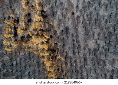 Burnt Pine Forest Top View. Dead Forest After Fire. Drone Photo. Burnt Trees After A Forest Fire. Ecological Catastrophy