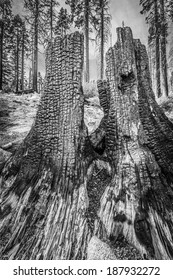 Burnt Ponderosa Pine Stump