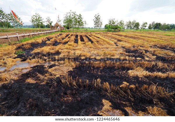 Burnt Rice Field After Harvest Stock Photo Edit Now 1224465646