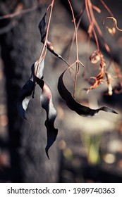 Burnt, Scorched, Blackened And Twisted Gum Leaves In Sydney Woodland Following A Bushfire In New South Wales, Australia