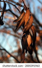 Burnt, Scorched, Blackened And Twisted Gum Leaves In Sydney Woodland Following A Bushfire In New South Wales, Australia