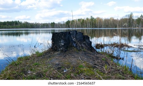 Burnt Stump By The Lake.