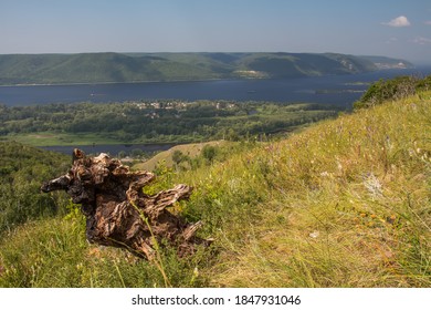 Burnt Stump On The Mountain