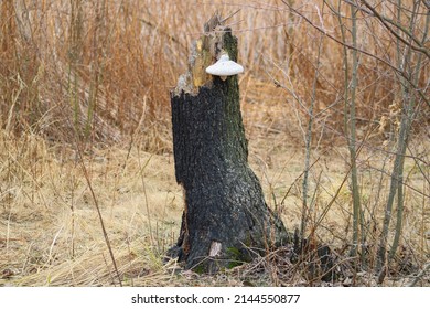 A Burnt Stump In The Woods