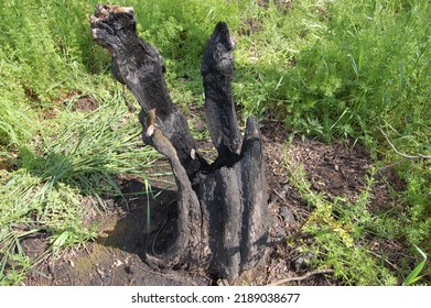 A Burnt Stump In The Woods