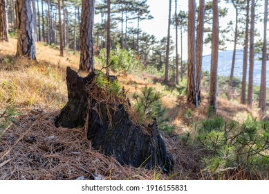 Burnt Stump And Young Pines