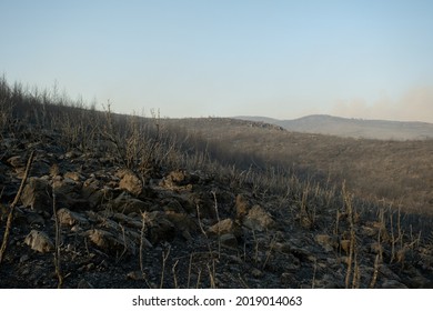 Burnt Tree Branches At Bodrum Mugla Turkey After Forest Fire At Bodrum Mugla Turkey.