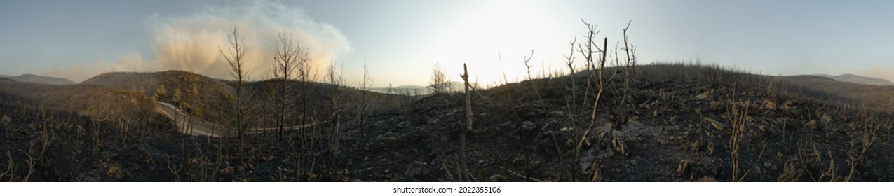 Burnt tree branches at Bodrum Mugla Turkey after forest fire at Bodrum Mugla Turkey.