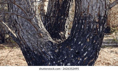 Burnt tree in forest, forest fire problem, threat of extinction of trees and plants, bark, detailing