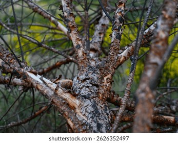 Burnt tree in forest, forest fire problem, threat of extinction of trees and plants, bark, detailing