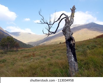 Burnt Tree On A Hill