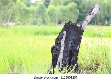 Burnt Tree Stump On Green Grass