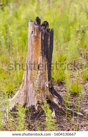Burnt tree stump surrounded by green plants