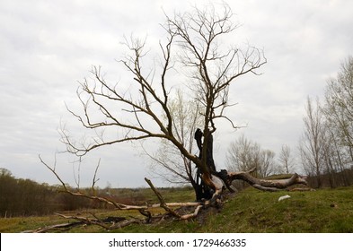 A Burnt Tree Trunk, But Part Of The Tree Is Alive. Life Revival Concept