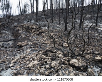 Burnt trees after a forest fire