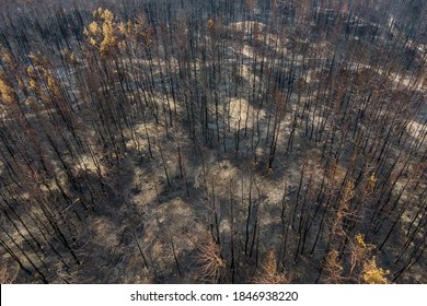 Burnt Trees After A Forest Fire. Burnt Pine Forest Top View. Dead Black Forest After Fire. Photo Drone