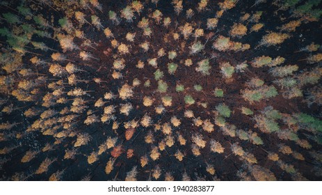 Burnt Trees After A Forest Fire. Burnt Pine Forest Top View. Dead Black Forest After Fire.