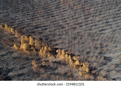 Burnt Trees After A Forest Fire, Aerial Top View Dead Black Forest After Fire, Drone View